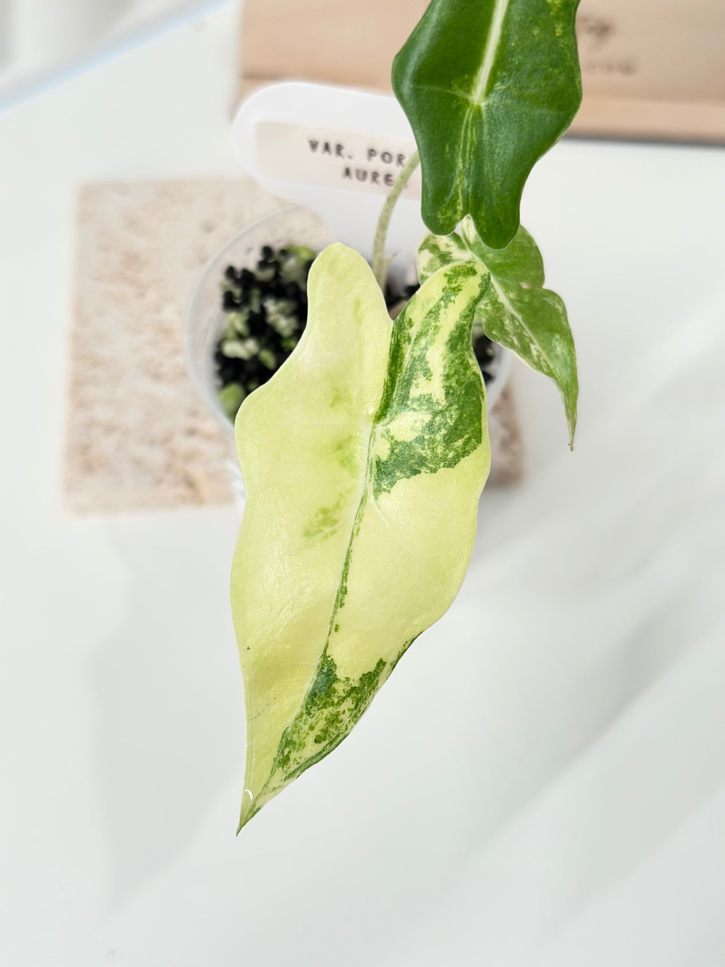 Alocasia Portei variegated - aurea