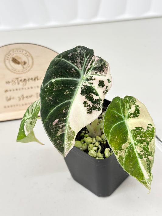 Alocasia Black Velvet Variegated - pink/albo