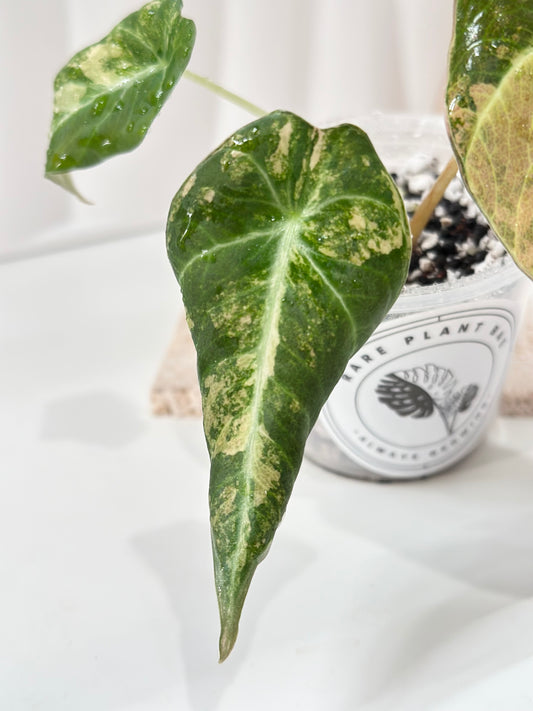 Alocasia Black Velvet Variegated - aurea