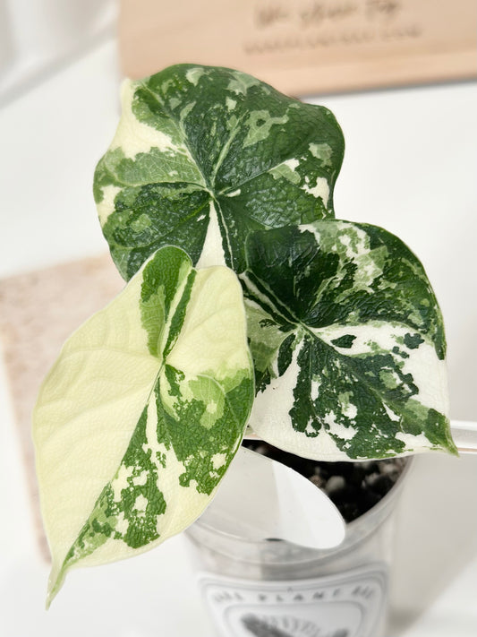 Alocasia Melo variegated - albo