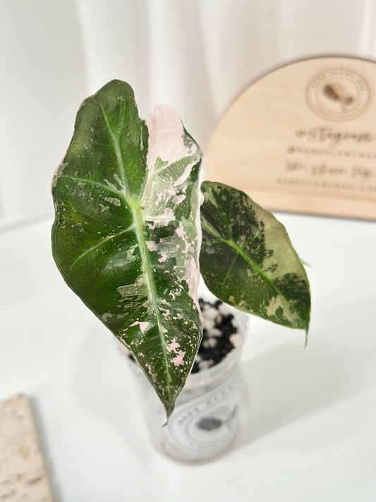 Alocasia Polly variegated - Pink