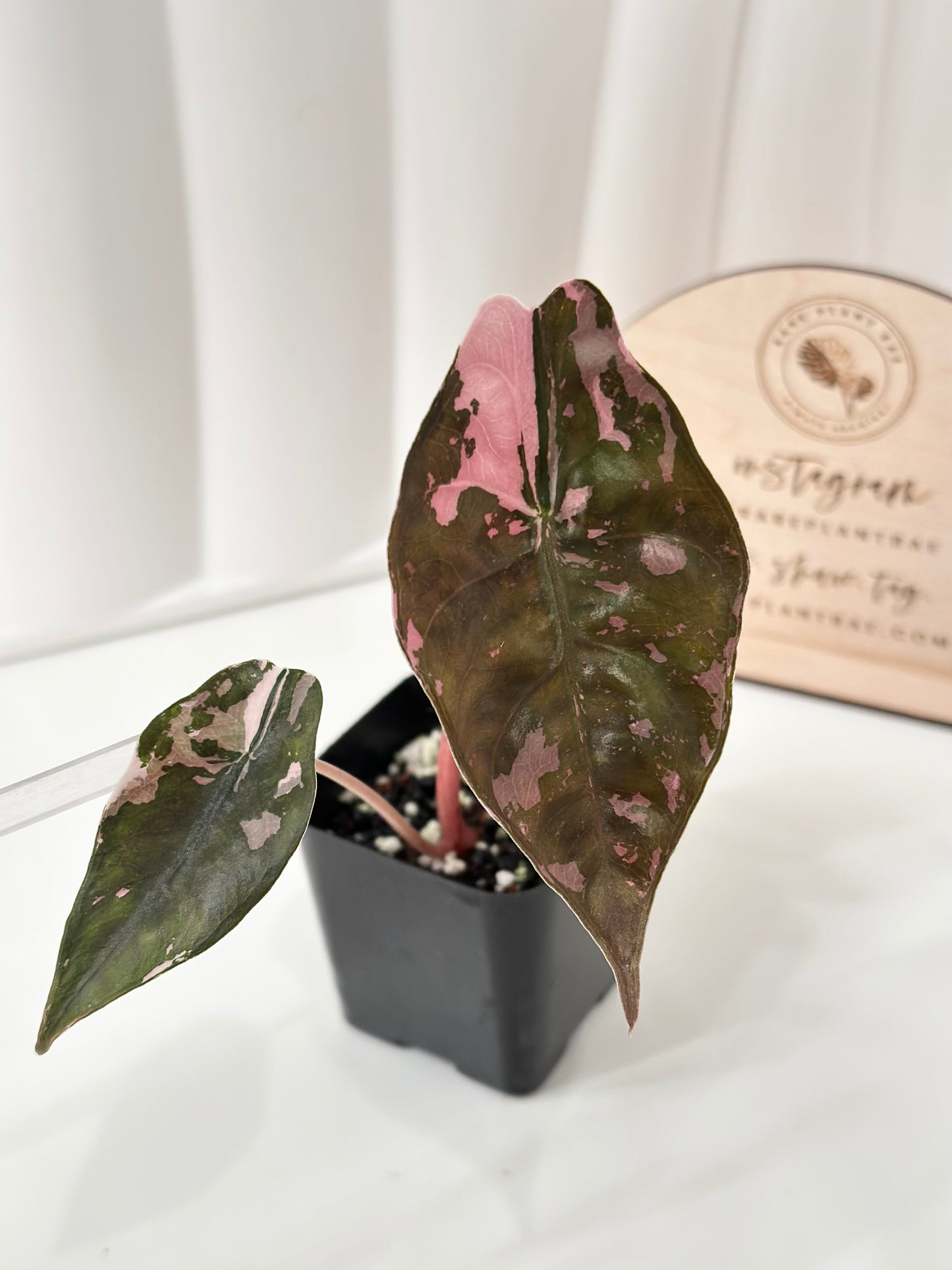Alocasia Chantrieri Variegated - pink