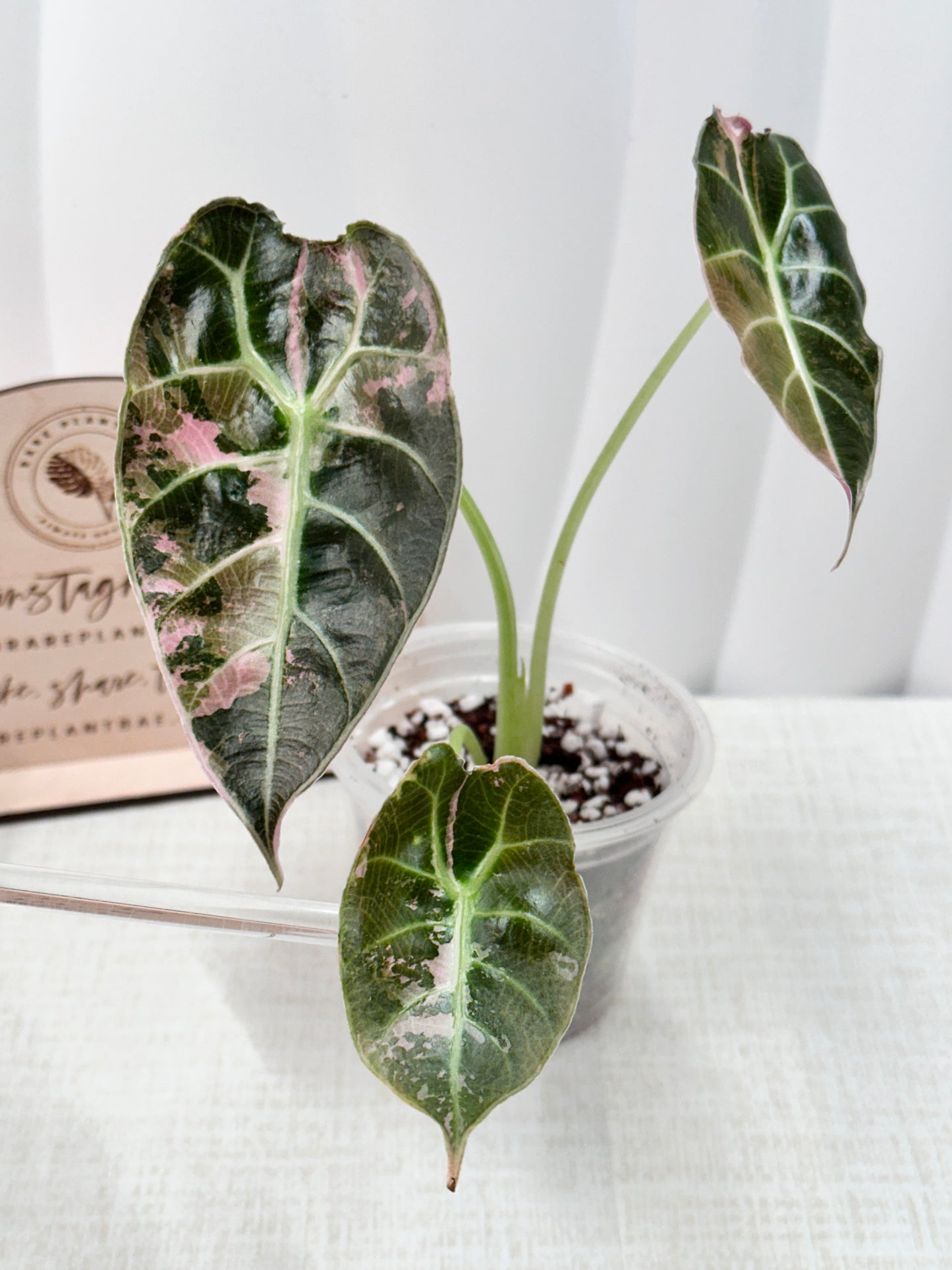 Alocasia Watsoniana Variegated Glossy - Pink/Albo