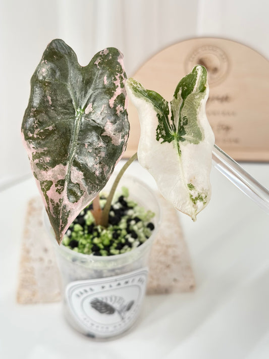 Alocasia Sanderiana "Nobilis K" Variegated - pink