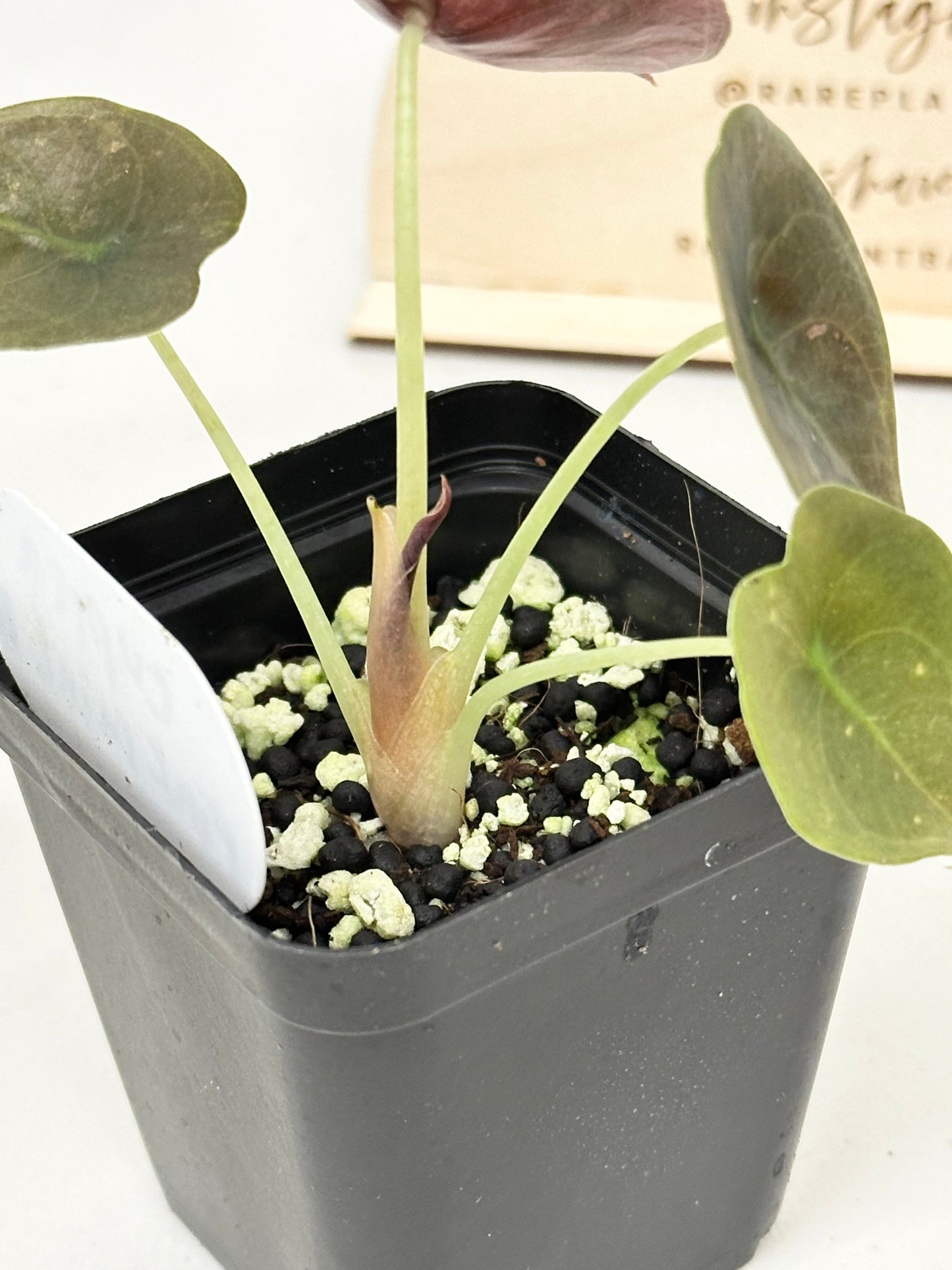 Alocasia Cuprea Variegated - pink/mint