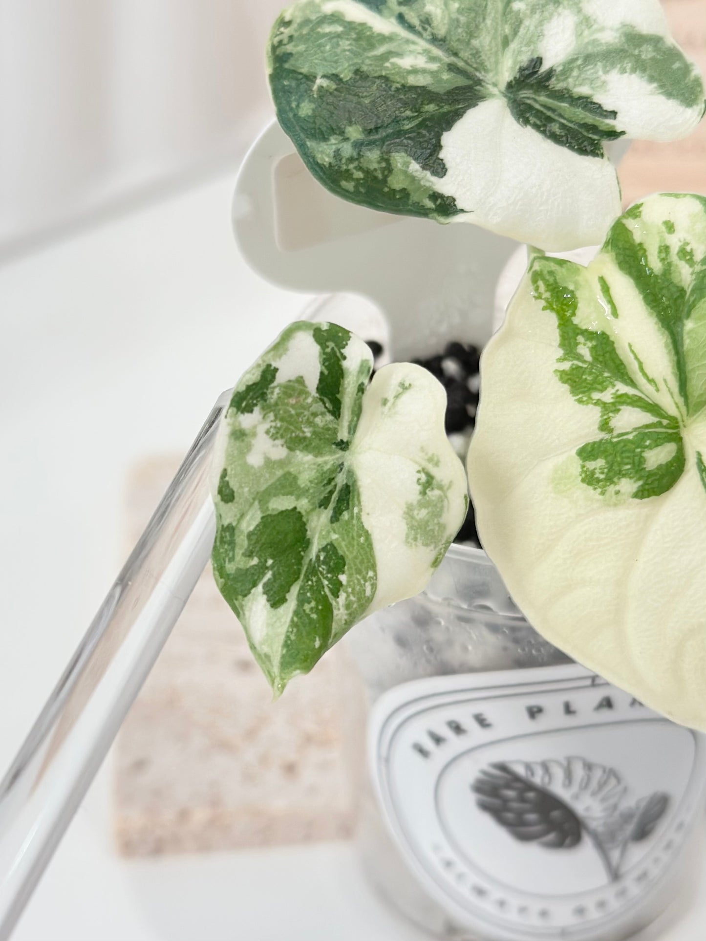 Alocasia Melo variegated - albo