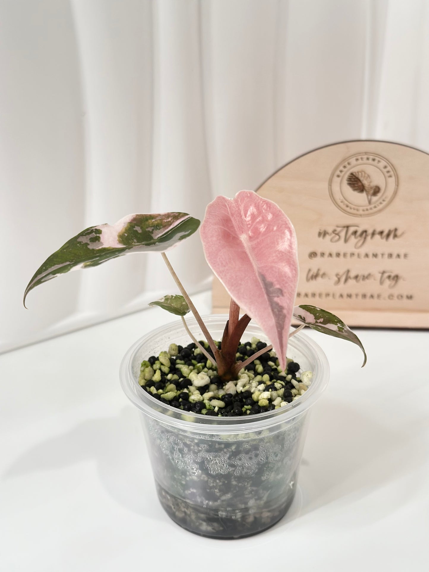 Alocasia Chantrieri Variegated - pink