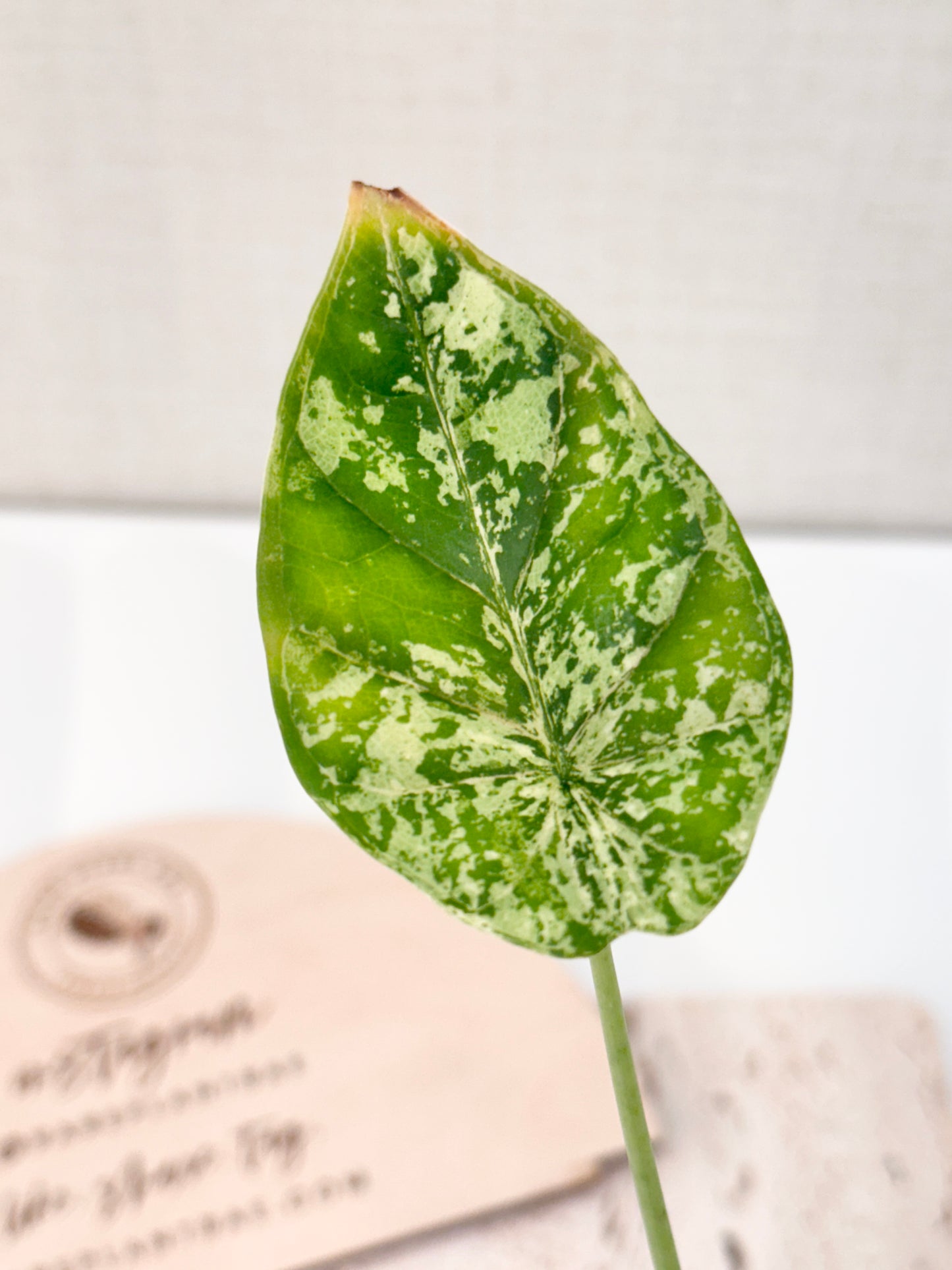 Alocasia Dragon Scale Variegated (Mint)