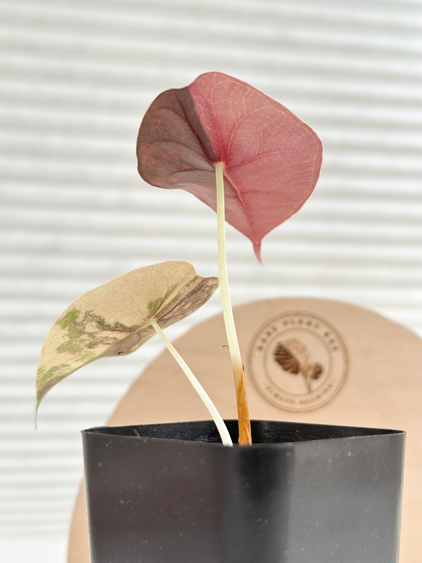 Alocasia Sedenii variegated - aurea
