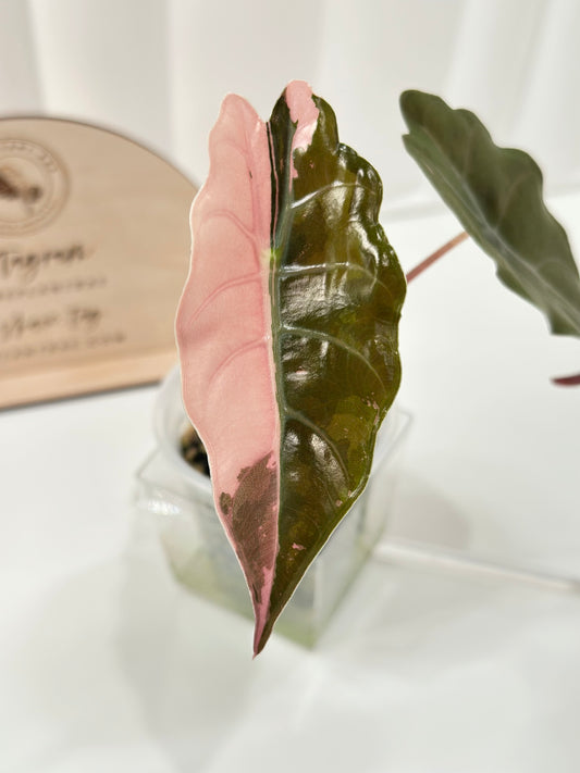 Alocasia Chantrieri Variegated - pink