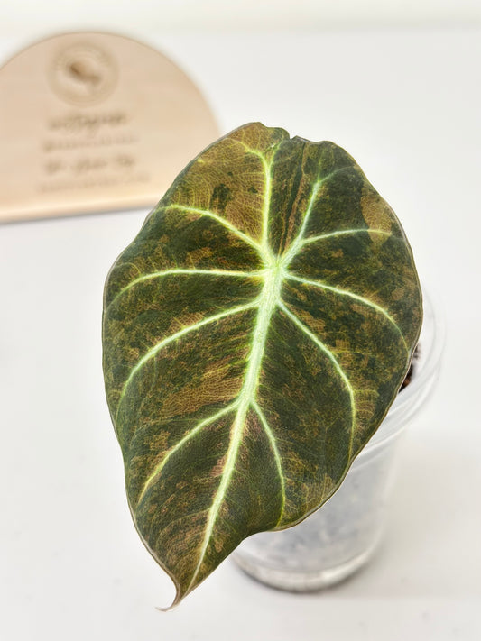 Alocasia Black Velvet Variegated - aurea