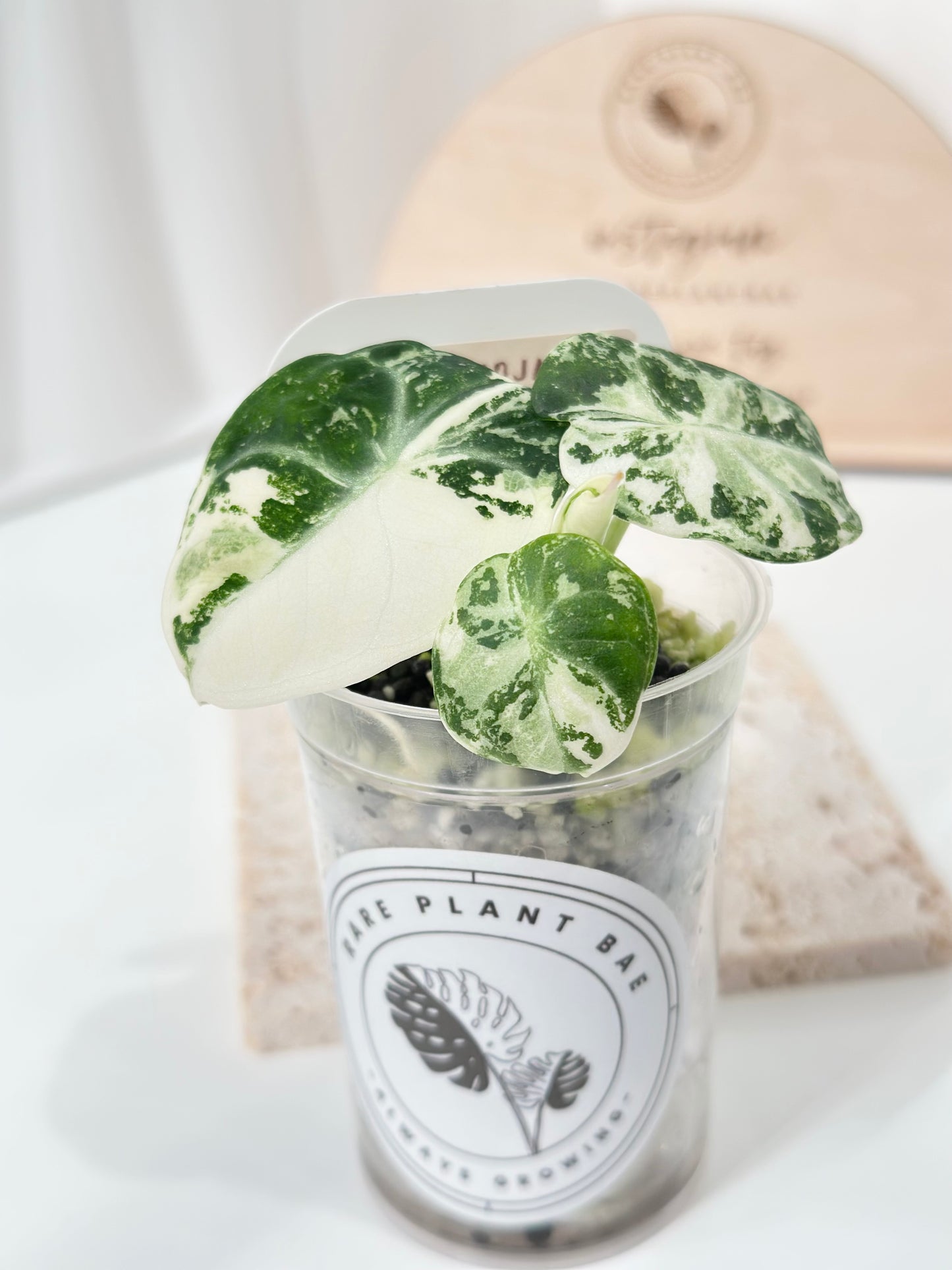 Alocasia Ninja variegated - albo