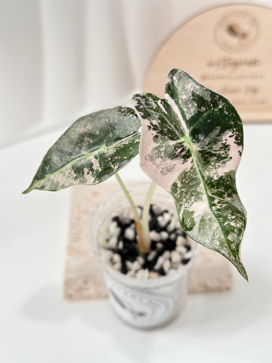 Alocasia Polly variegated - Pink