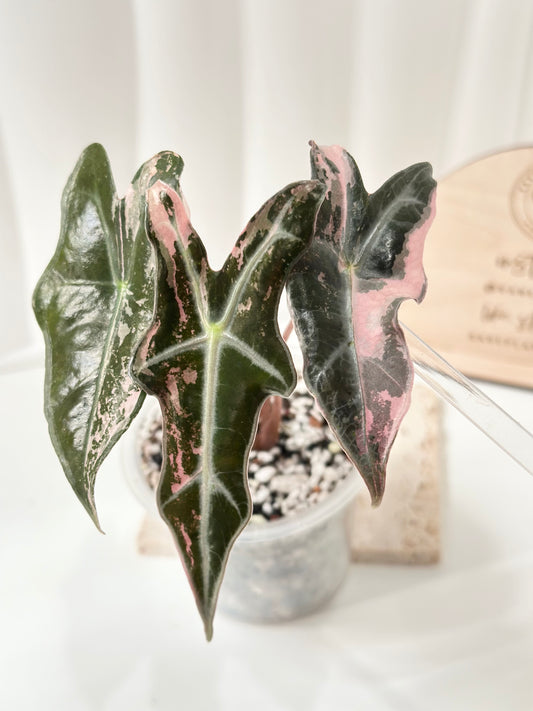 Alocasia Sanderiana "Nobilis K" Variegated - pink