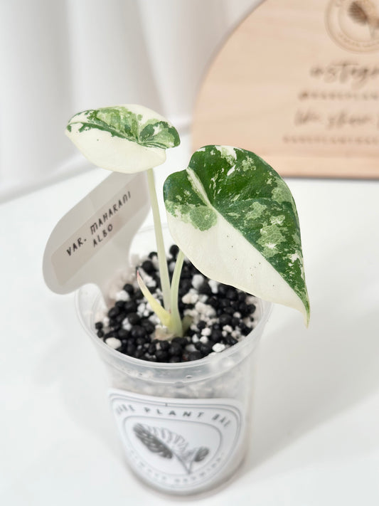 Alocasia Maharani variegated - albo