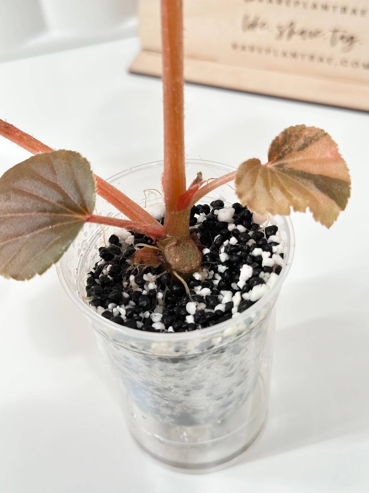 Begonia Cucullata variegated - aurea