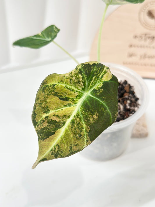Alocasia Black Velvet Variegated - aurea