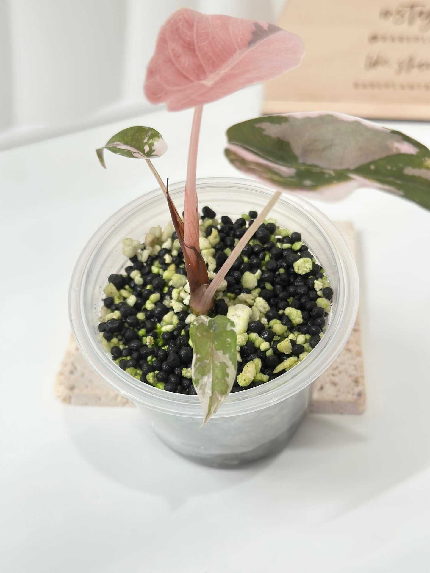 Alocasia Chantrieri Variegated - pink