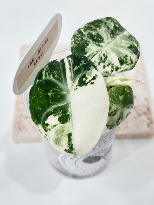 Alocasia Ninja variegated - albo