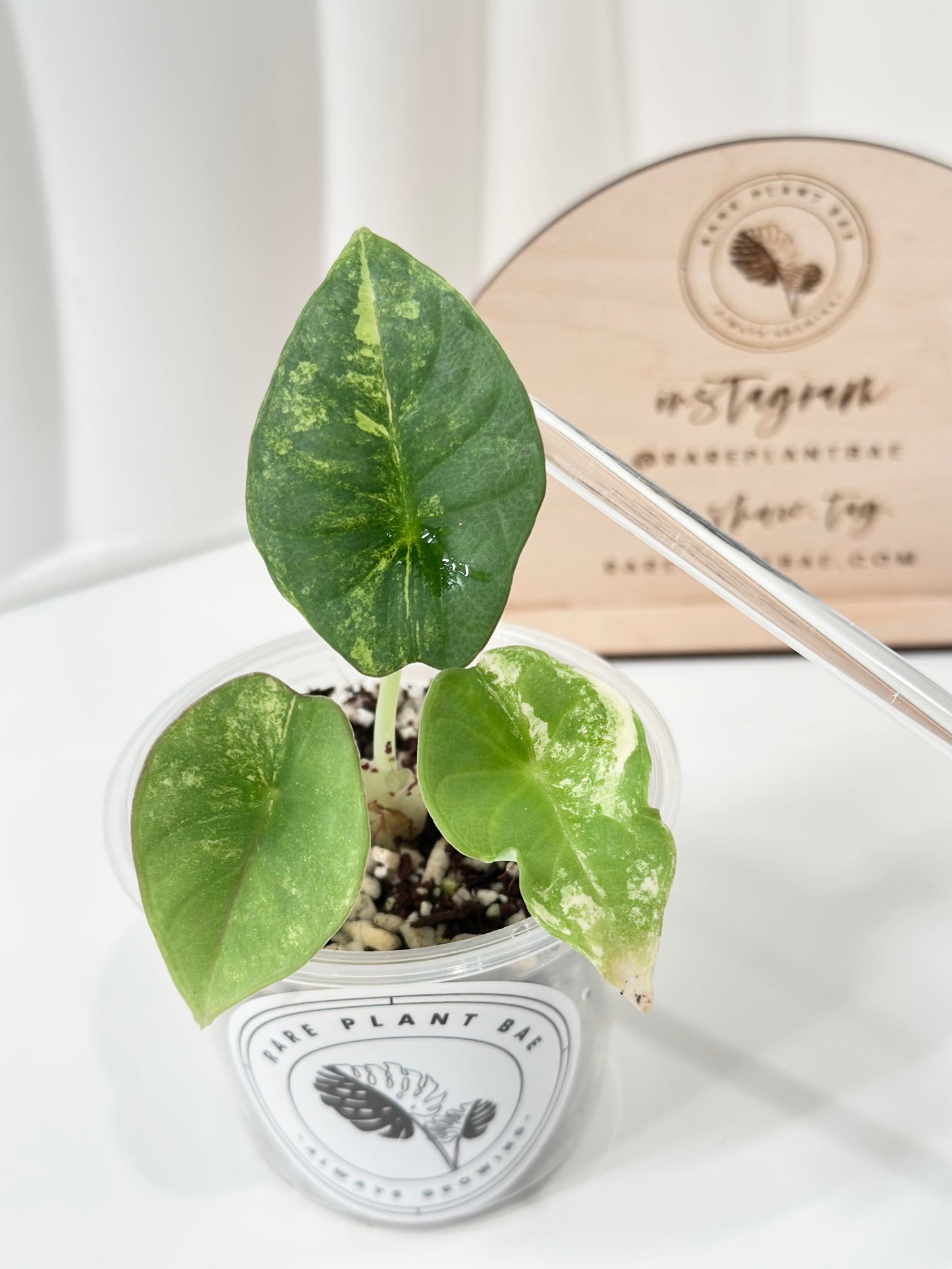 Alocasia Nebula Variegated - aurea