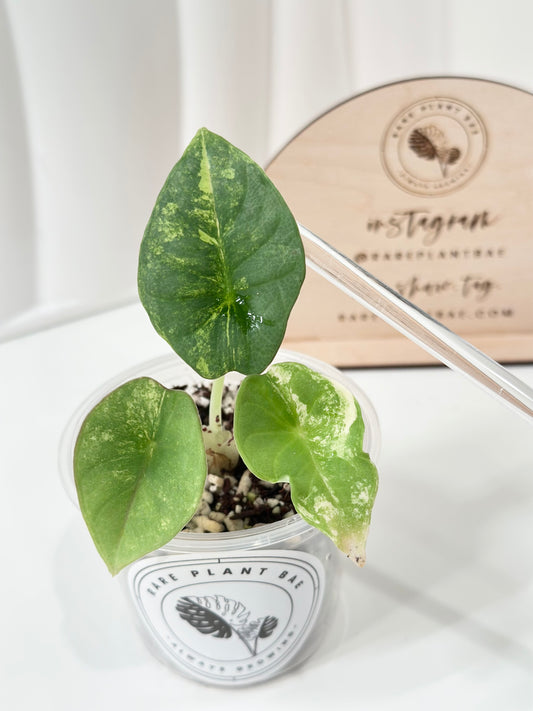 Alocasia Nebula Variegated - aurea