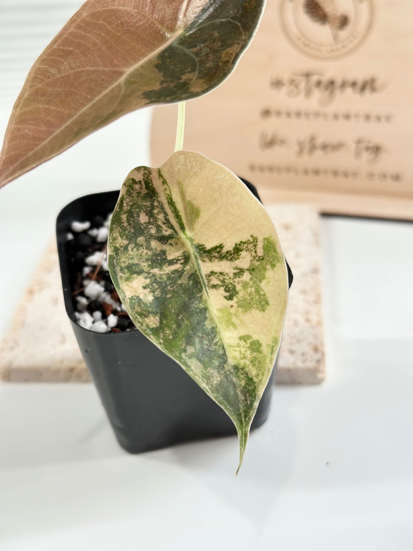 Alocasia Sedenii variegated - aurea