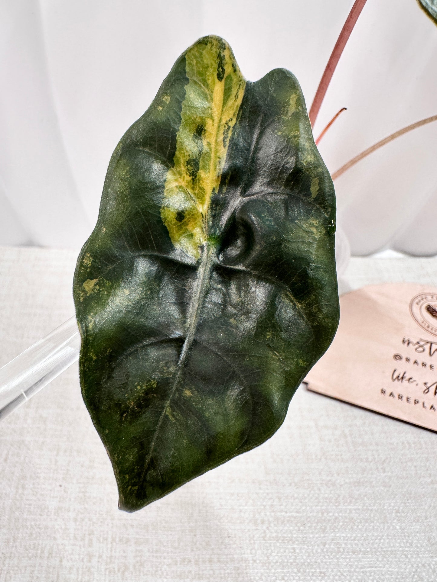 Alocasia Chantrieri variegated - aurea