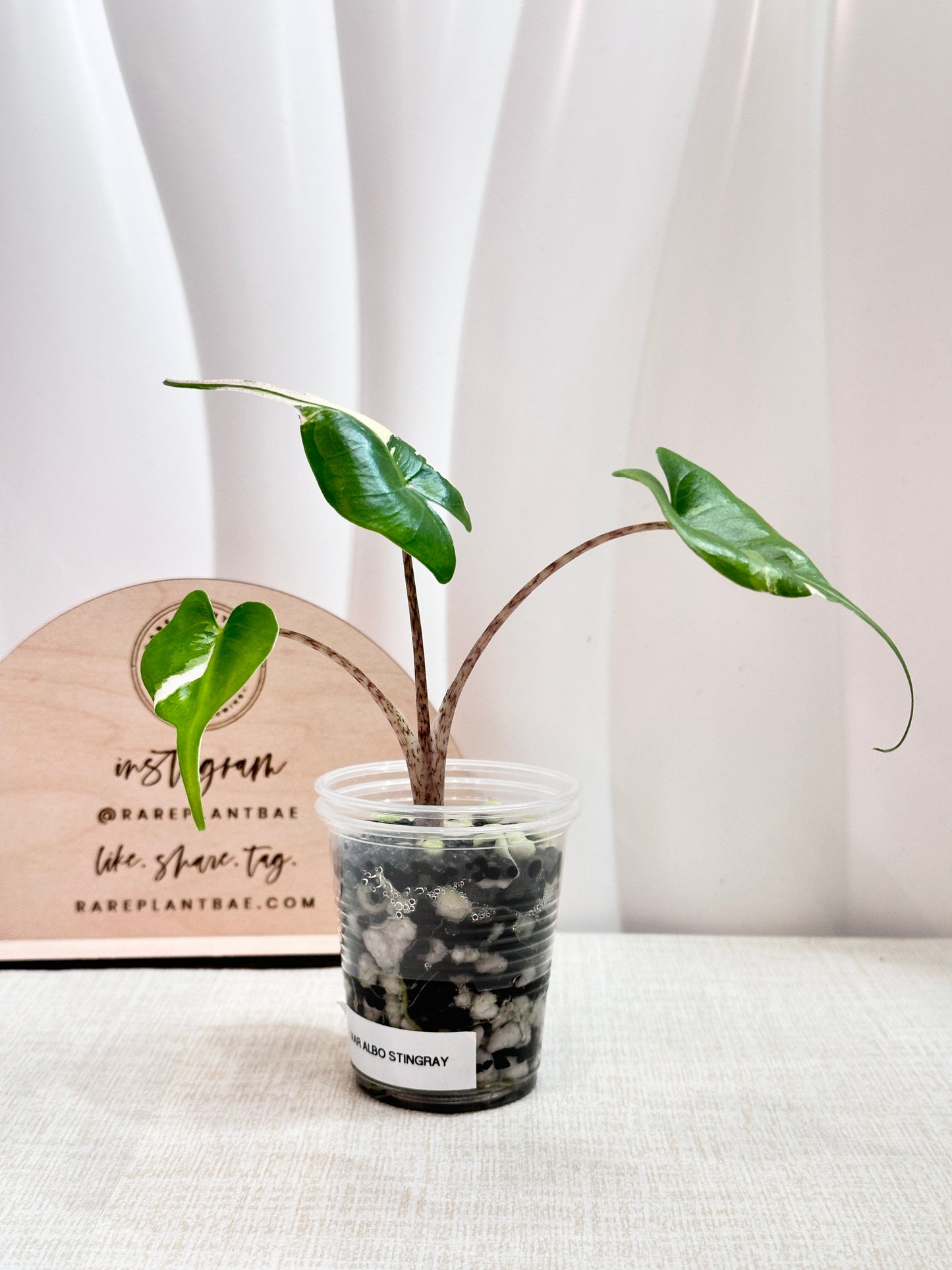 Alocasia Stingray variegated - albo