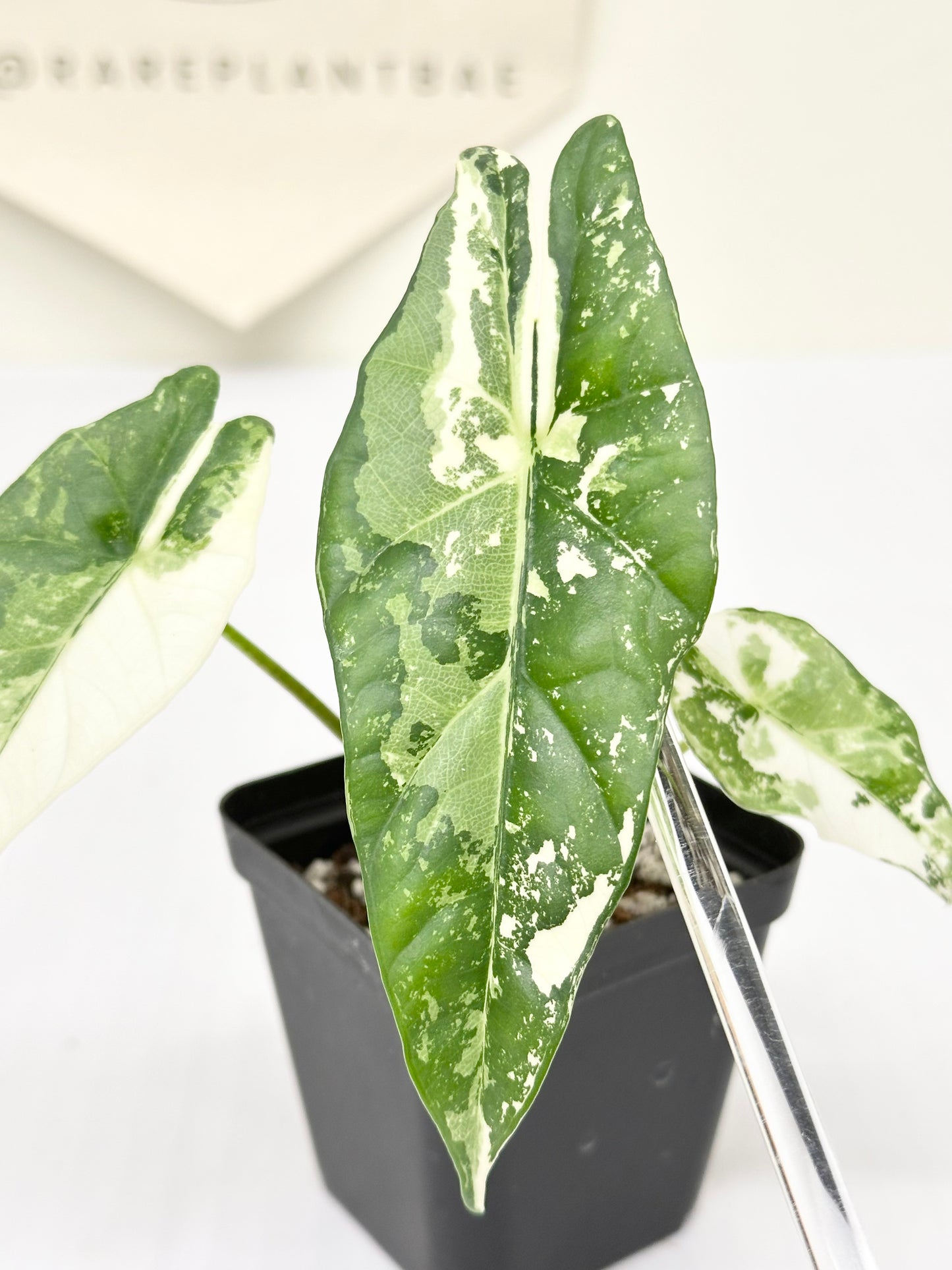 Alocasia Simpo Variegated - albo
