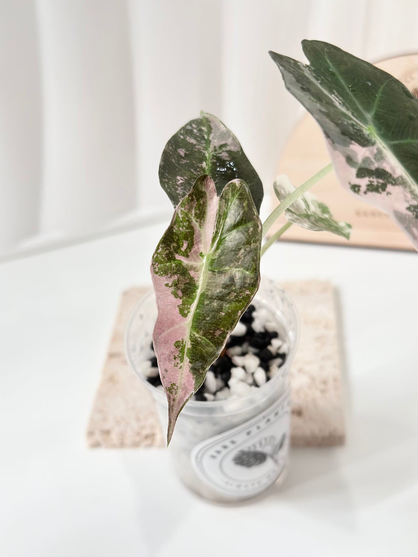 Alocasia Polly variegated - Pink