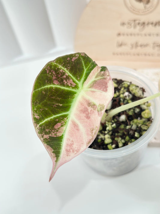 Alocasia Black Velvet Variegated - pink/albo