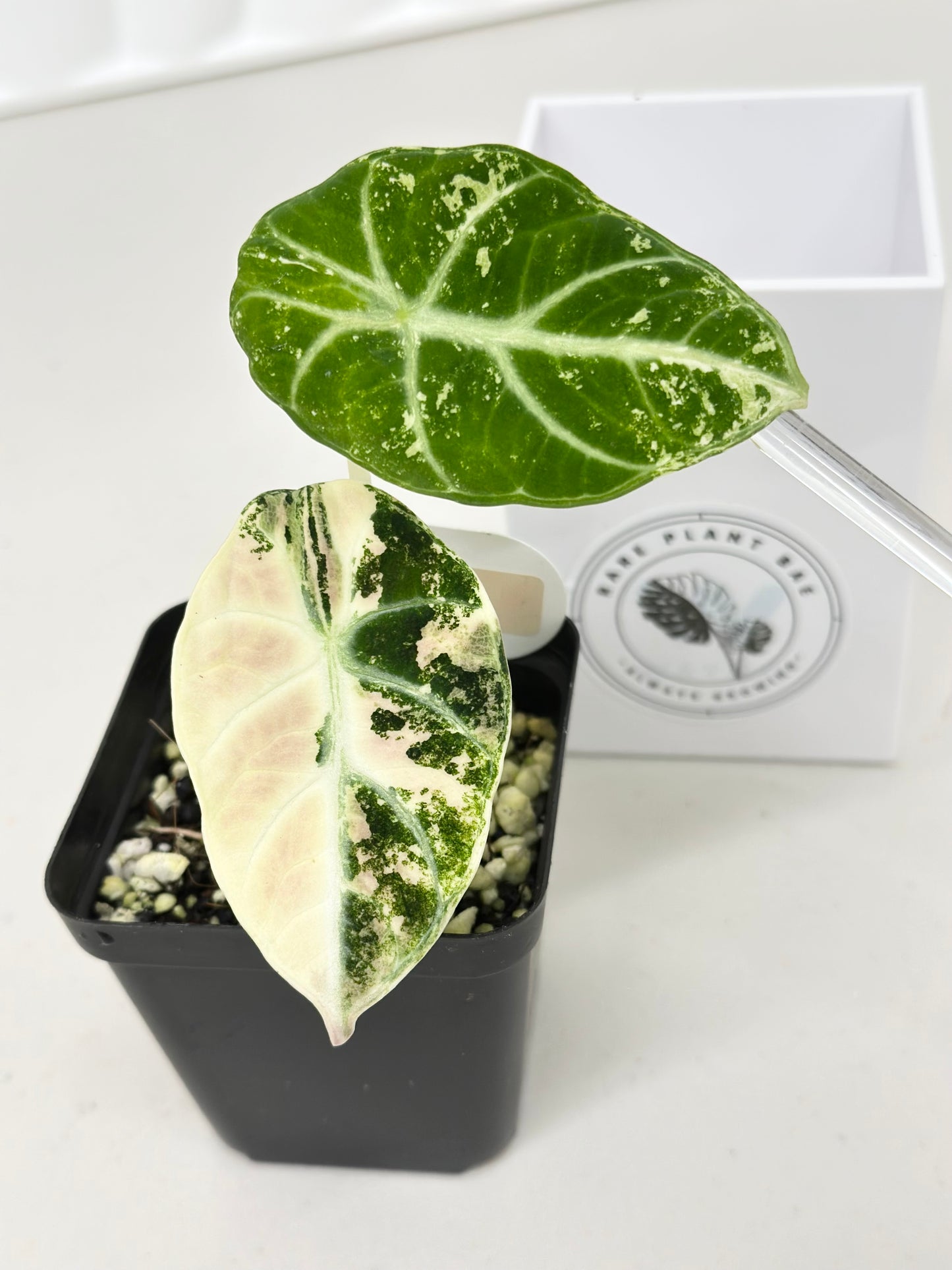 Alocasia Ninja variegated - albo