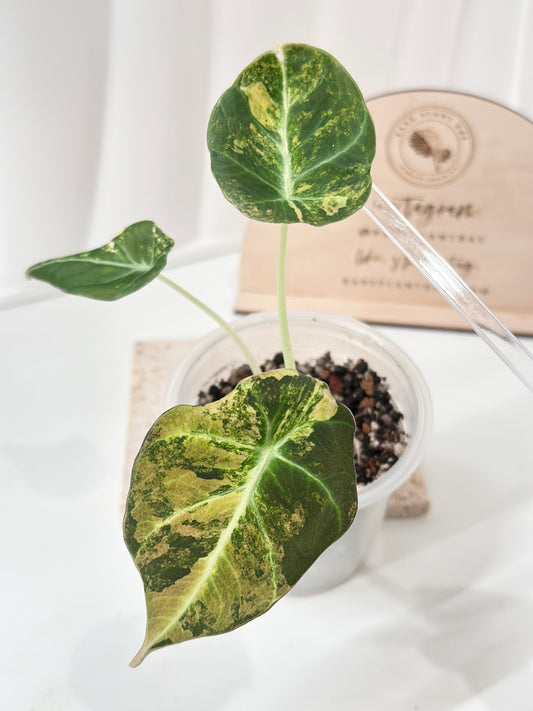 Alocasia Black Velvet Variegated - aurea