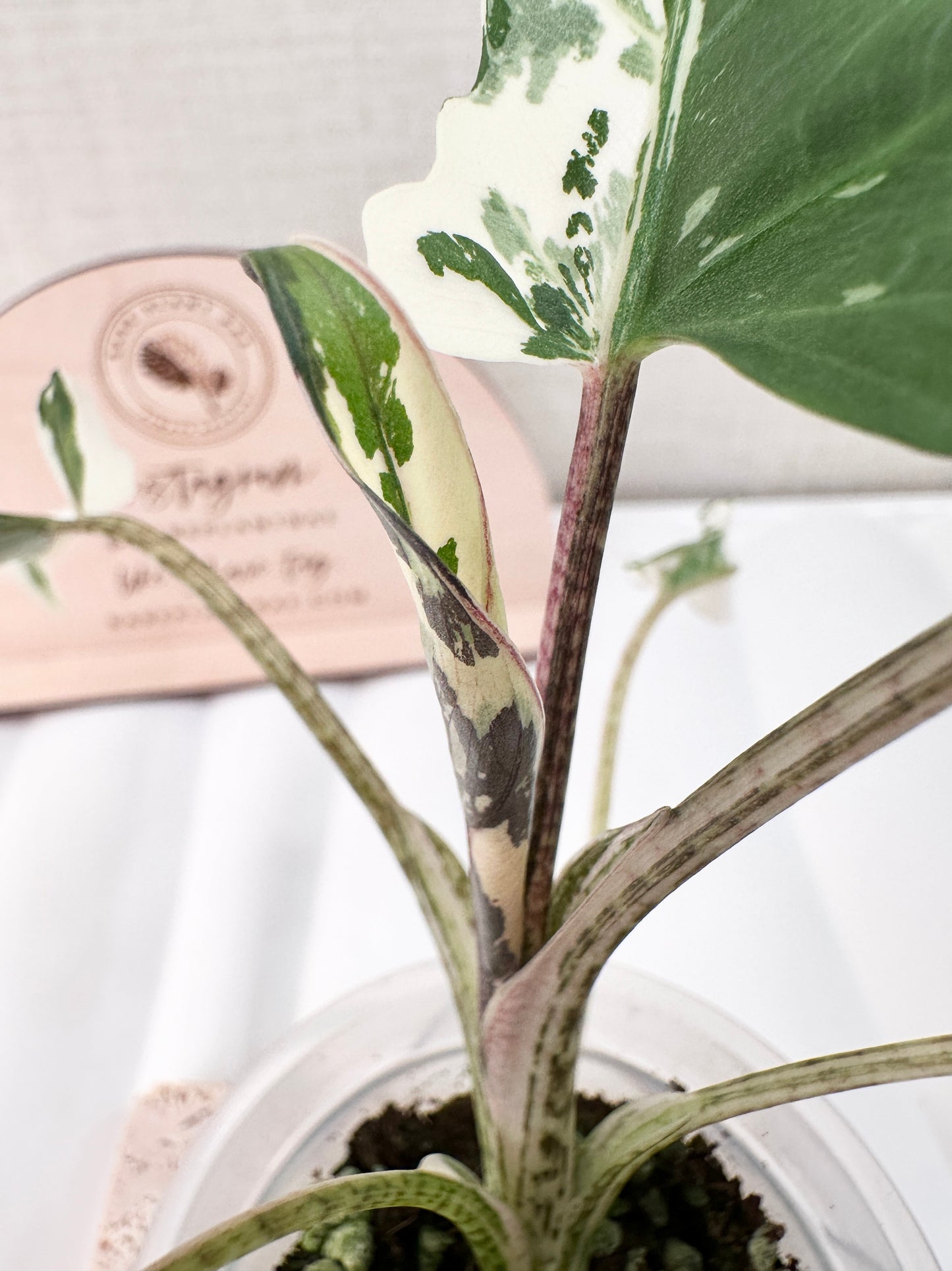 Alocasia Lauterbachiana variegated - albo