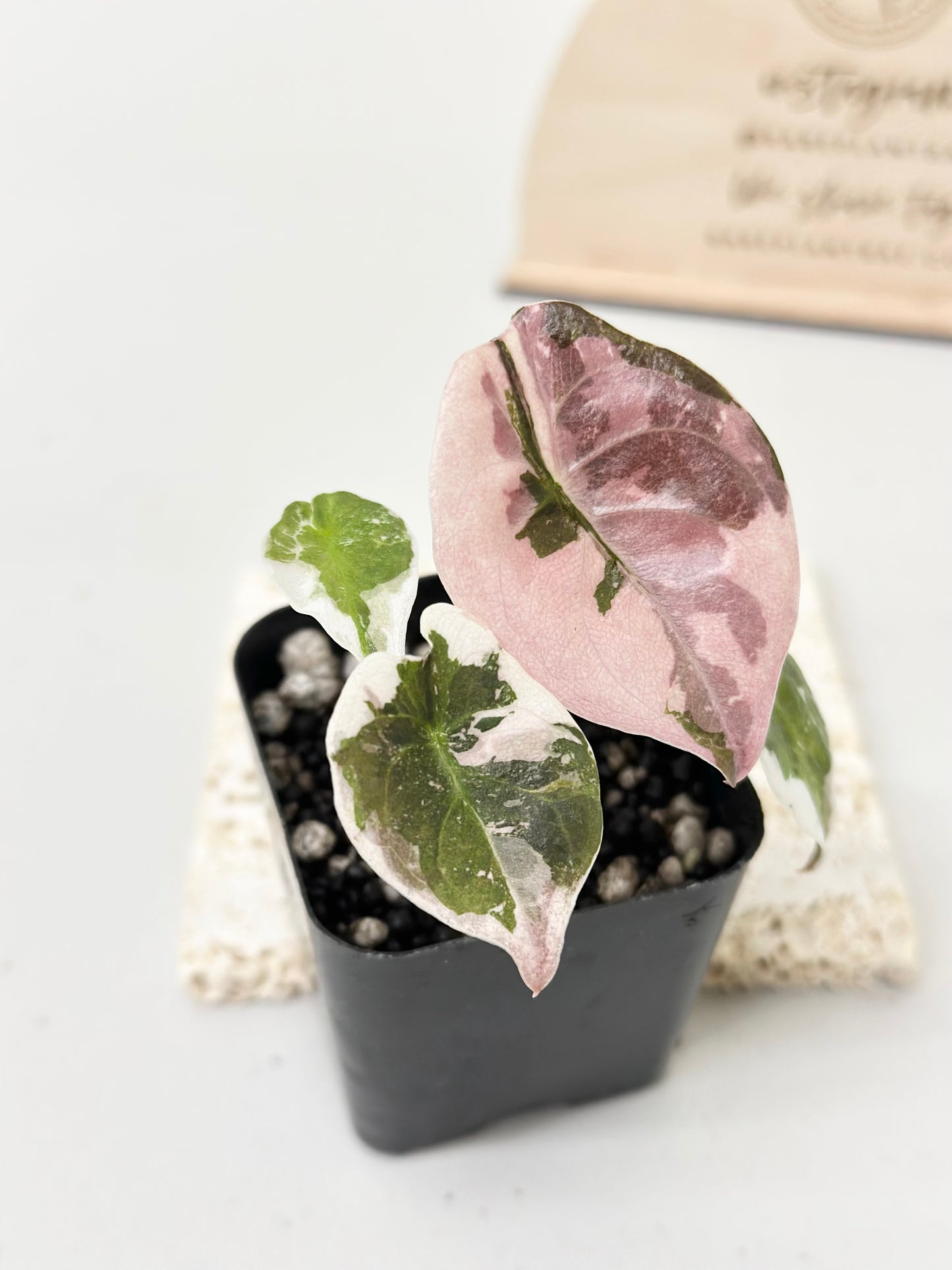 Alocasia Cuprea Variegated - pink marble *premium var*