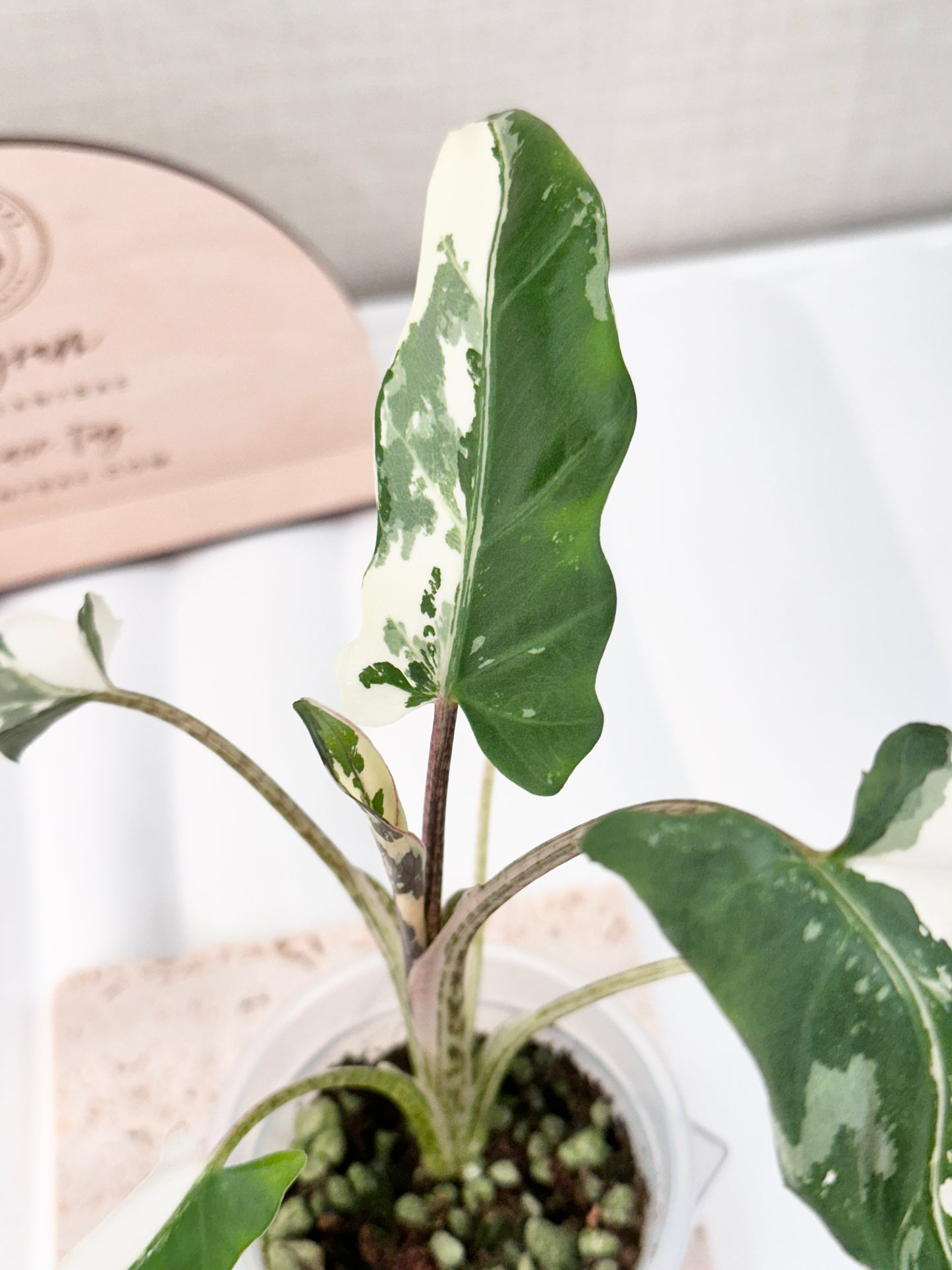 Alocasia Lauterbachiana variegated - albo