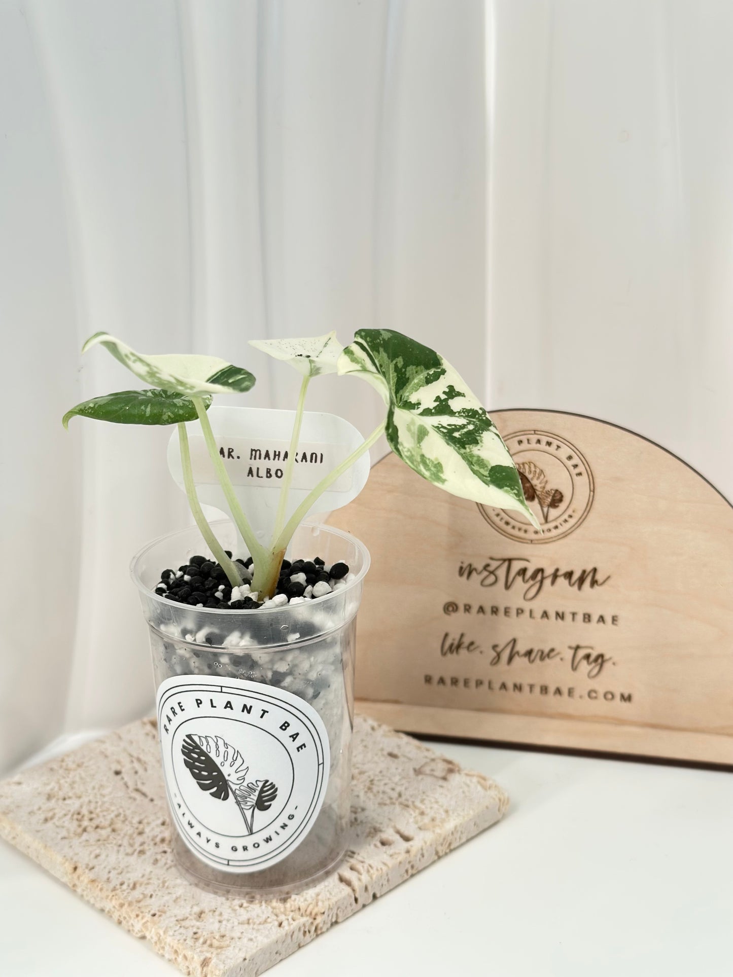 Alocasia Maharani variegated - albo