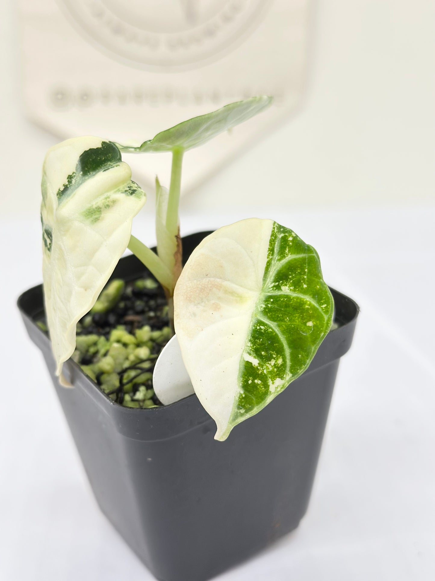 Alocasia Ninja variegated - albo
