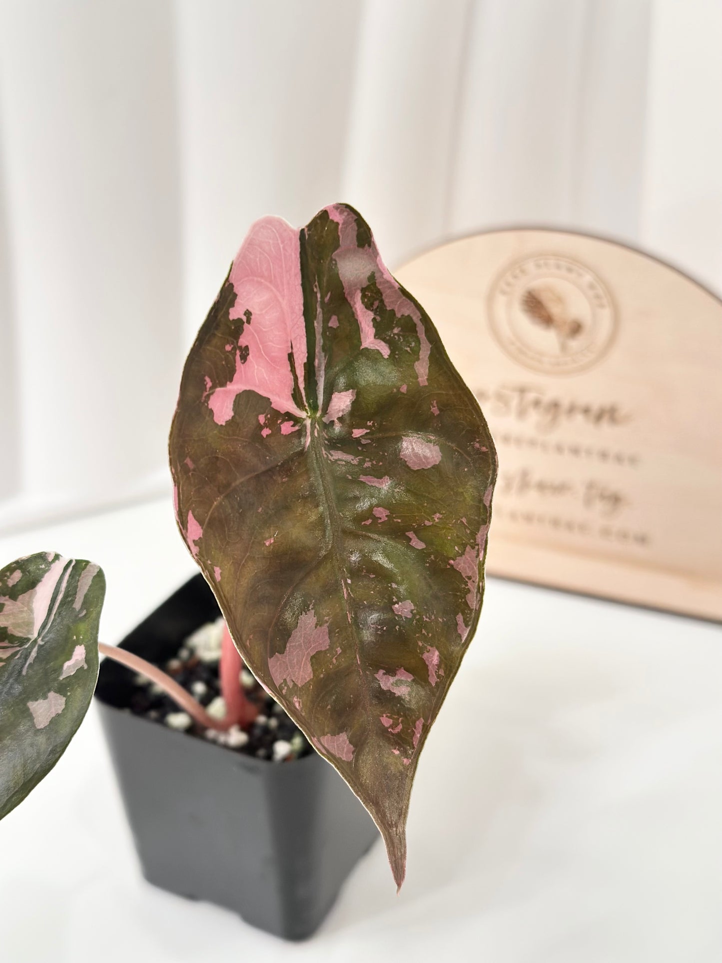 Alocasia Chantrieri Variegated - pink