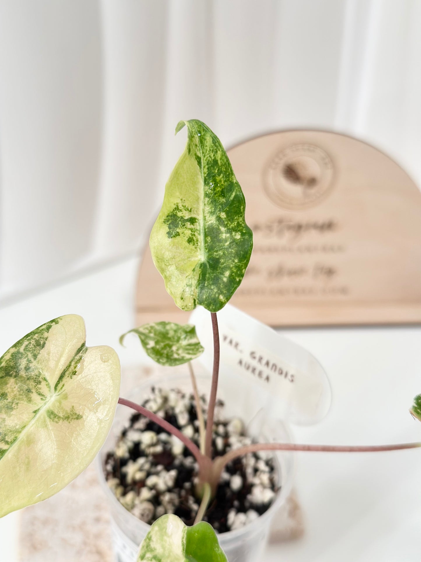 Alocasia Longiloba "Grandis" variegated - aurea