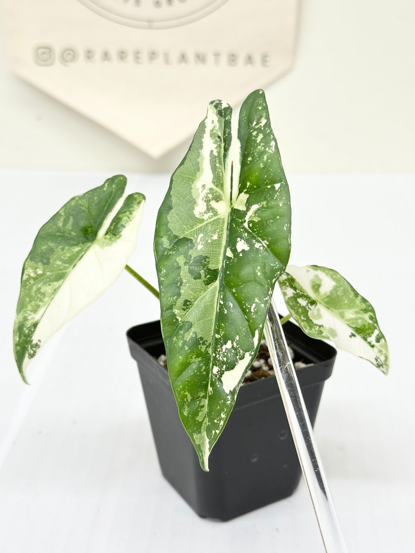 Alocasia Simpo Variegated - albo