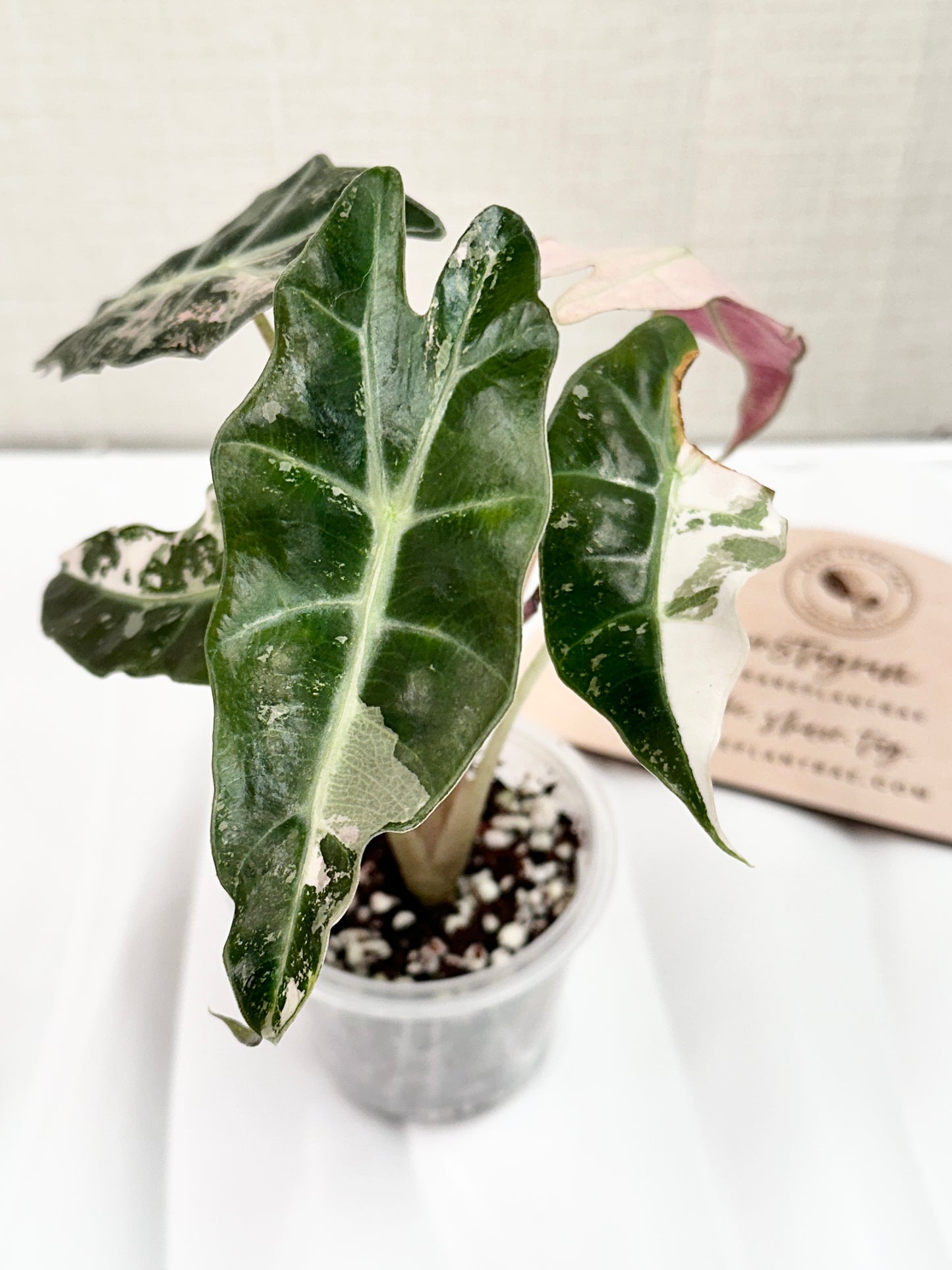 Alocasia Polly variegated - Pink