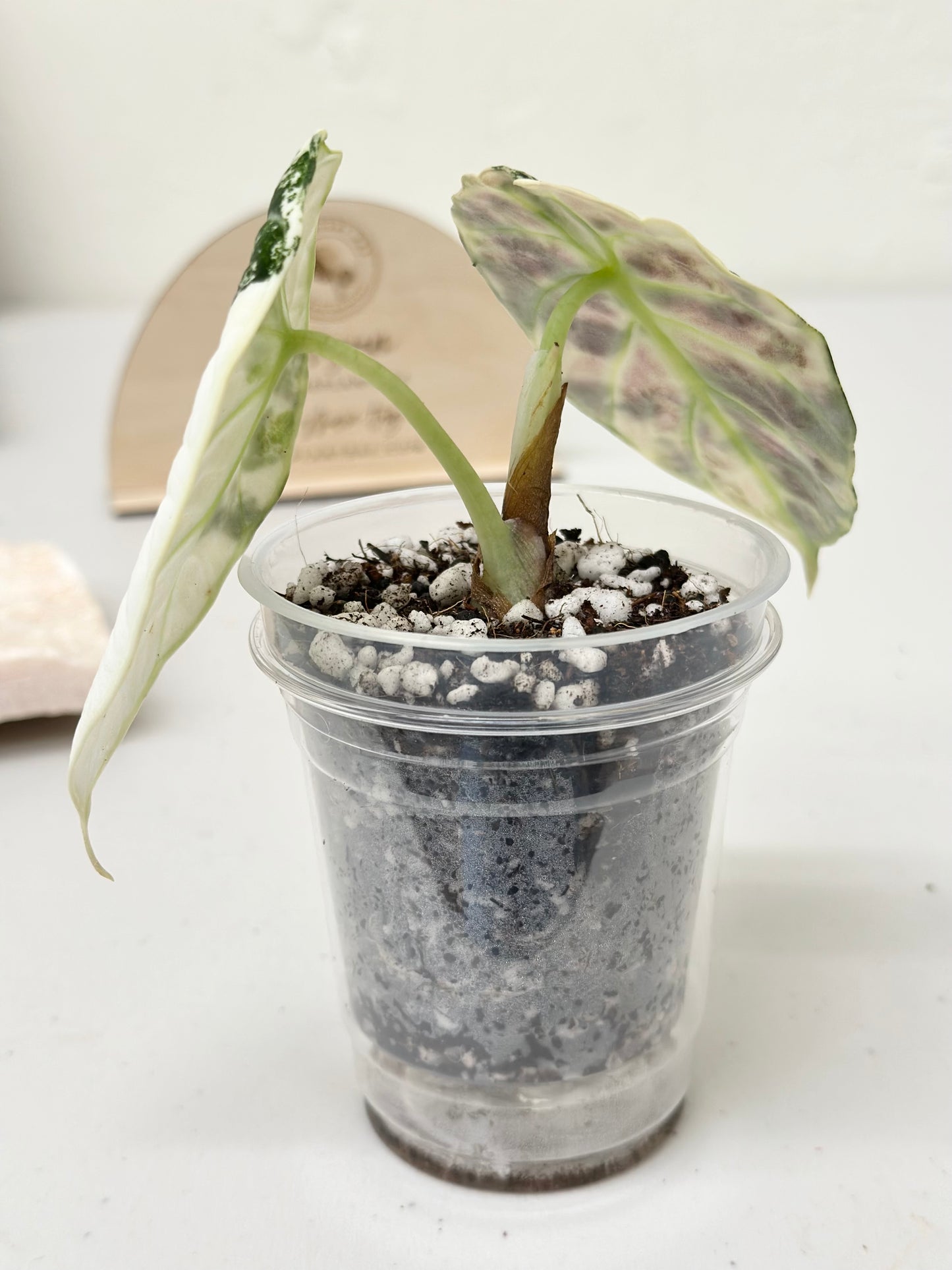 Alocasia Ninja variegated - albo *premium var*