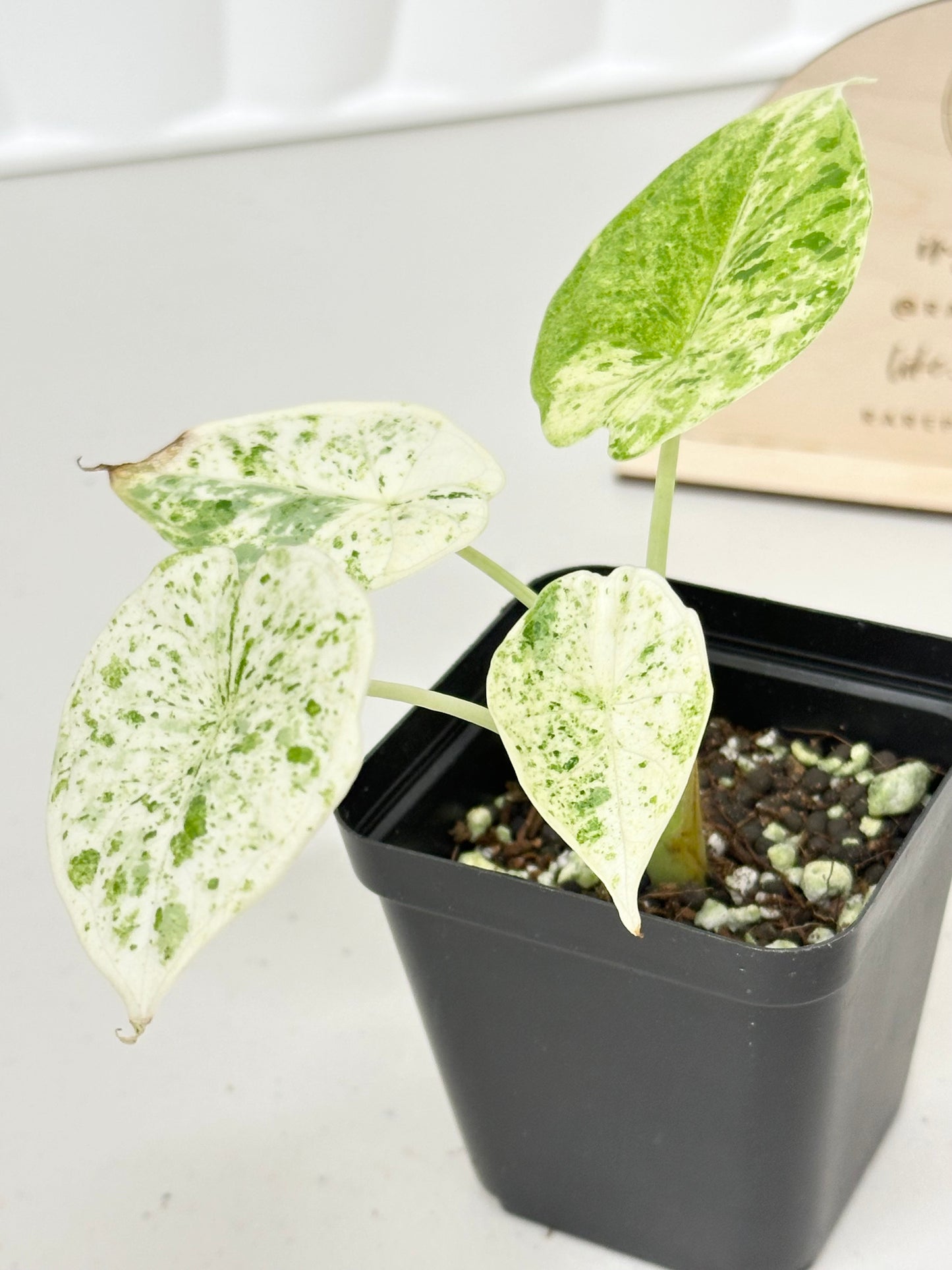 Alocasia Dragon Scale Variegated - mint