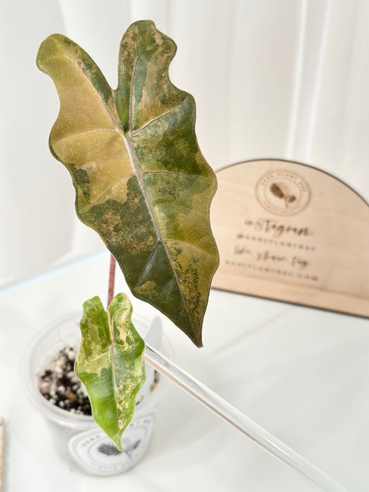 Alocasia Pseudo Sanderiana variegated - aurea