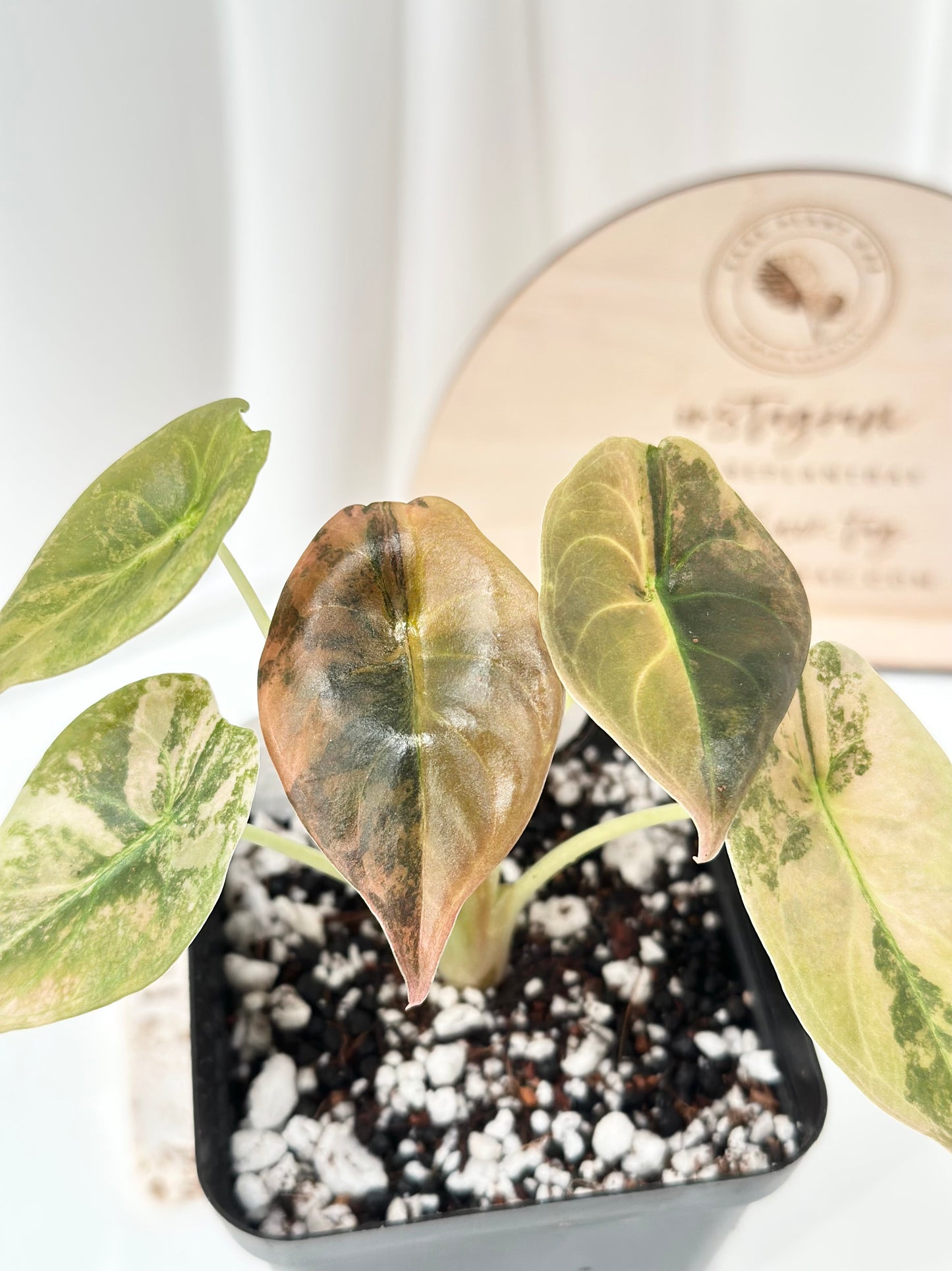 Alocasia Cuprea variegated - "gold latte"/ aurea
