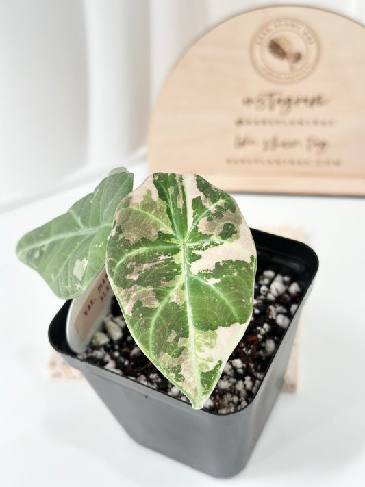 Alocasia Maharani variegated - albo