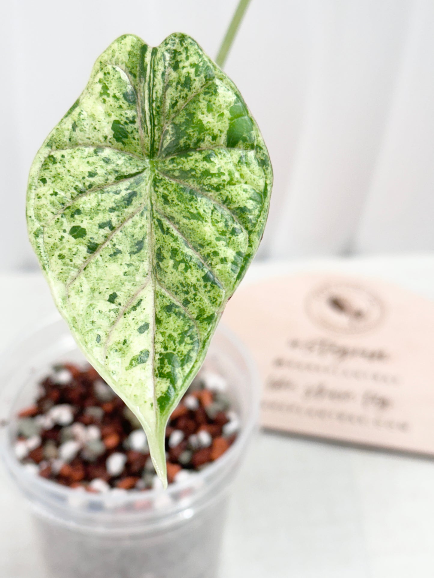 Alocasia Dragon Scale Variegated (Mint)