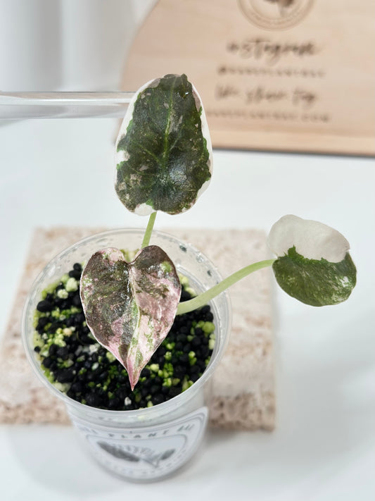 Alocasia Cuprea Variegated - pink marble