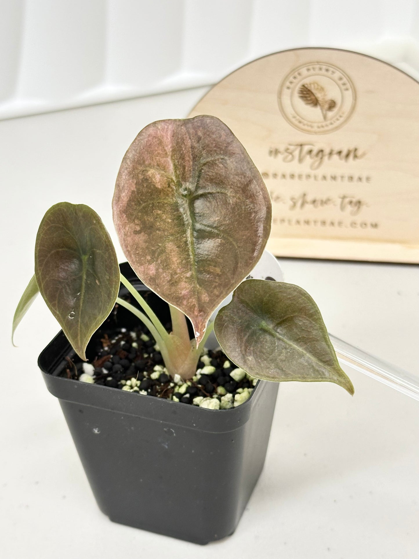 Alocasia Cuprea Variegated - pink/mint